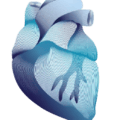 Cardiovascular-Heart-450x550