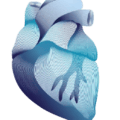 Cardiovascular-Heart-450x550 Cardiovascular-Heart-450x550